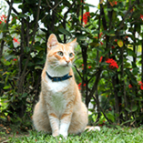 chat et plante